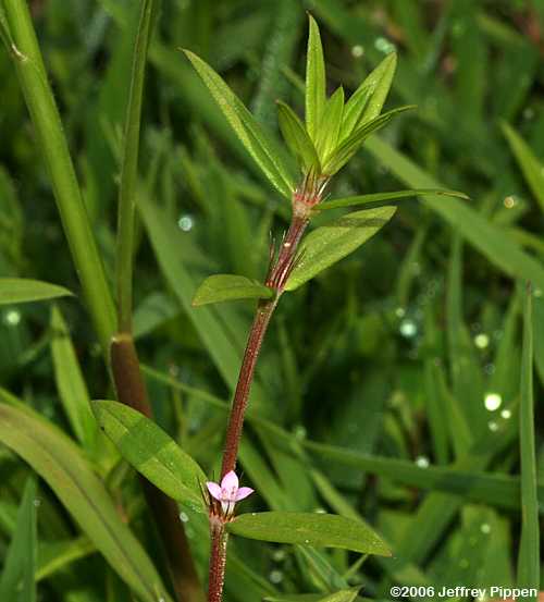 Poorjoe (Diodia teres)