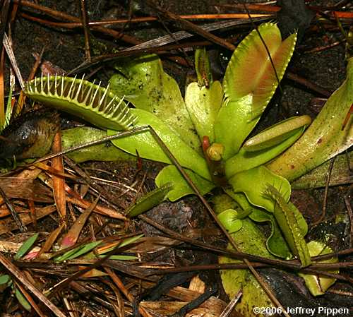 Venus Flytrap (Dionea muscipula)