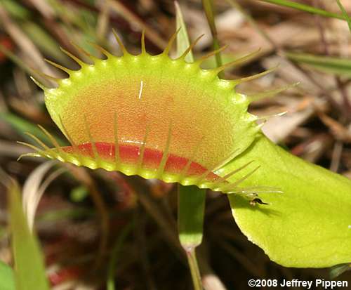 Venus Flytrap (Dionea muscipula)
