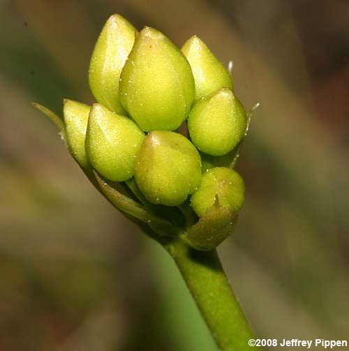 Venus Flytrap (Dionea muscipula)