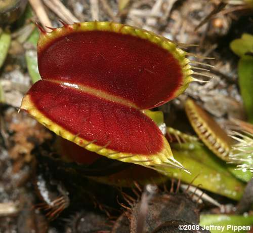 Venus Flytrap (Dionea muscipula)