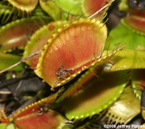 Venus Flytrap (Dionea muscipula)