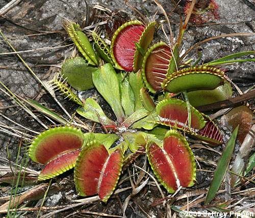 Venus Flytrap (Dionea muscipula)