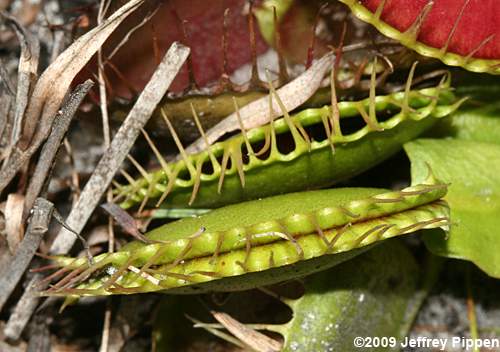Venus Flytrap (Dionea muscipula)
