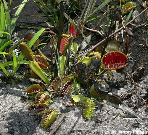 Venus Flytrap (Dionea muscipula)
