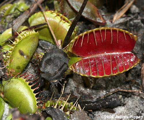 Venus Flytrap (Dionea muscipula)