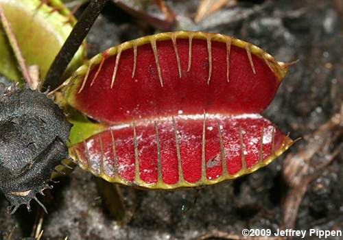 Venus Flytrap (Dionea muscipula)