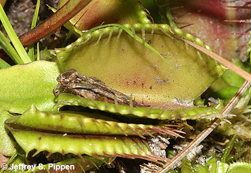 Venus Flytrap (Dionea muscipula)