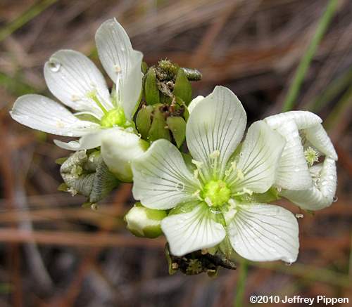 Venus Flytrap (Dionea muscipula)