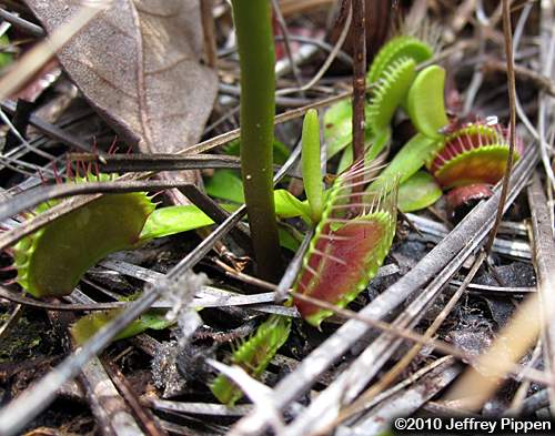 Venus Flytrap (Dionea muscipula)
