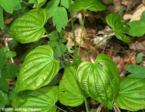 Whorled Wild Yam (Dioscorea quarternata)