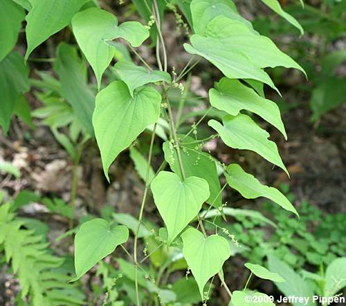 Whorled Wild Yam (Dioscorea quarternata)