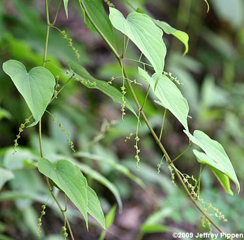 Whorled Wild Yam (Dioscorea quarternata)