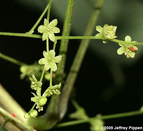 Whorled Wild Yam (Dioscorea quarternata)