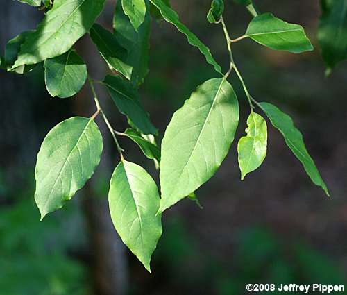 Persimmon (Diospyros virginiana)