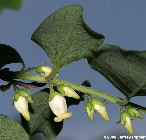 Persimmon (Diospyros virginiana)