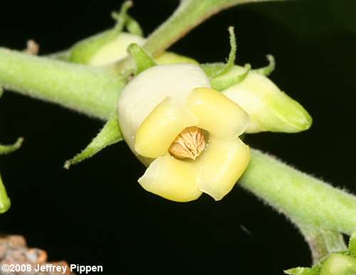 Persimmon (Diospyros virginiana)