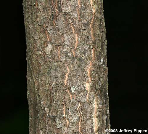 Persimmon (Diospyros virginiana)