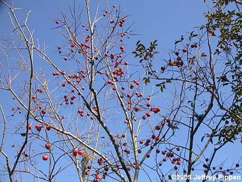 Persimmon (Diospyros virginiana)