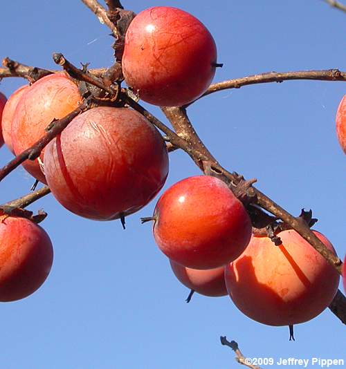 Persimmon (Diospyros virginiana)