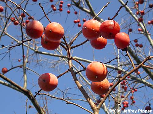 Persimmon (Diospyros virginiana)