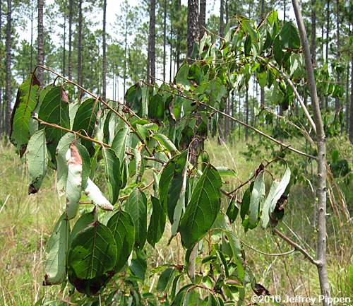 Persimmon (Diospyros virginiana)