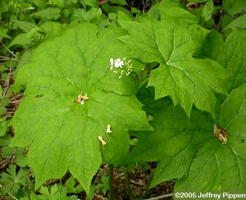 Umbrella-leaf (Diphylleia cymosa)