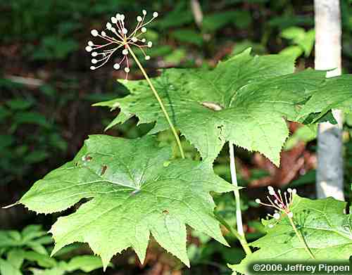 Umbrella-leaf (Diphylleia cymosa)