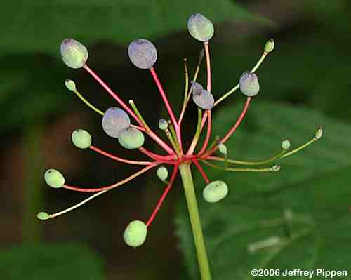 Umbrella-leaf (Diphylleia cymosa)