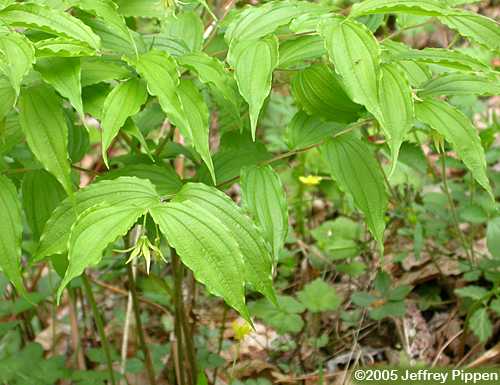 Yellow Mandarin (Prosartes lanuginosa)
