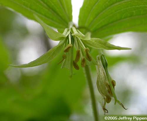 Yellow Mandarin (Prosartes lanuginosa)