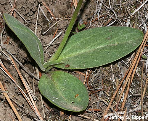 Bonneville Shooting Star (Dodecatheon conjugens)
