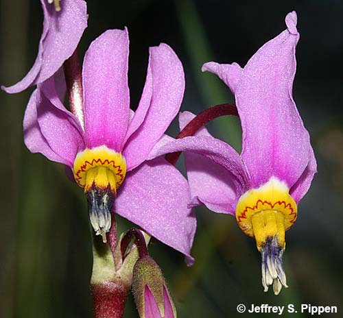 Bonneville Shooting Star (Dodecatheon conjugens)