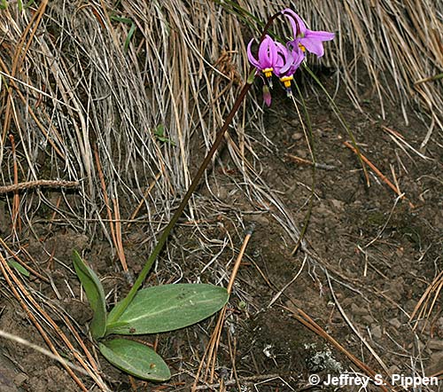 Bonneville Shooting Star (Dodecatheon conjugens)