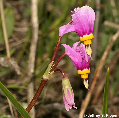 Darkthroat Shootingstar, Few-flowered Shootingstar (Dodecatheon pulchellum)