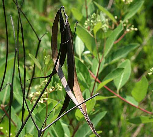 Dogbane, Indian Hemp (Apocynum cannabinum)