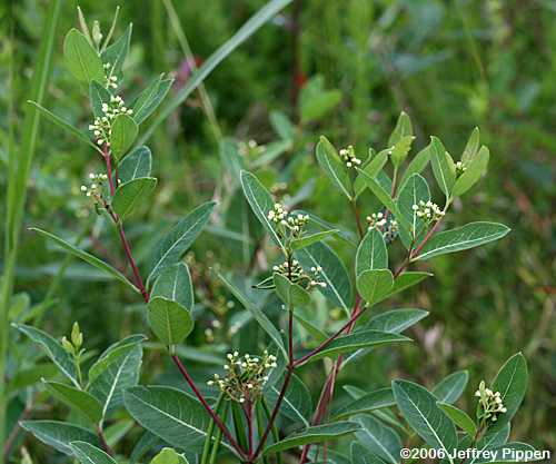 Dogbane, Indian Hemp (Apocynum cannabinum)