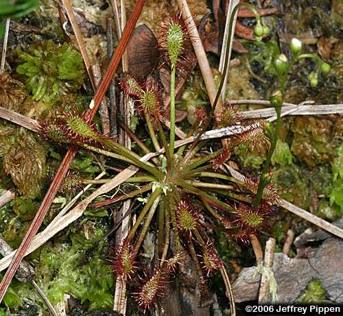 Spoonleaf Sundew (Drosera intermedia)
