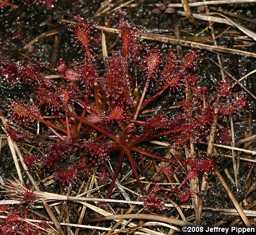 Spoonleaf Sundew (Drosera intermedia)
