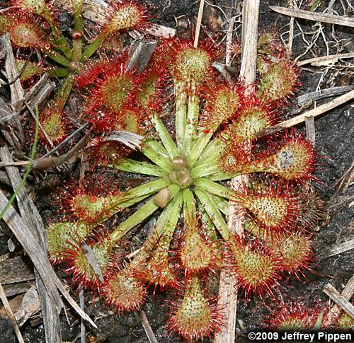Spoonleaf Sundew (Drosera intermedia)