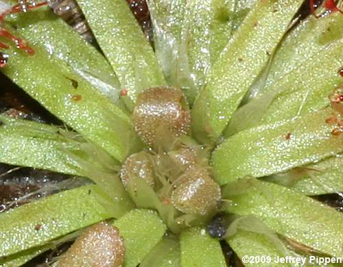 Spoonleaf Sundew (Drosera intermedia)