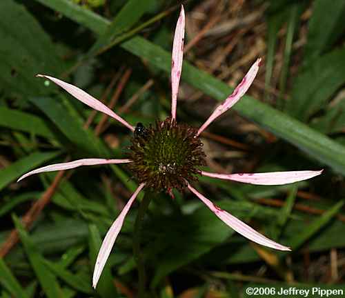 Smooth Coneflower (Echinacea laevigata)