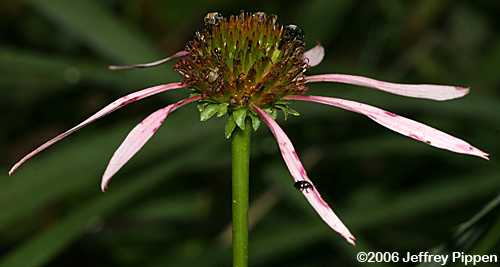 Smooth Coneflower (Echinacea laevigata)