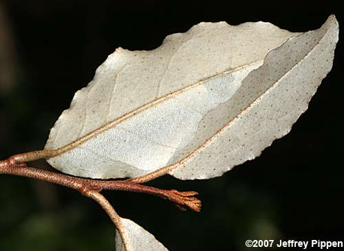 Thorny-Olive (Elaeagnus pungens)