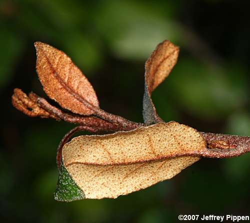Thorny-Olive (Elaeagnus pungens)