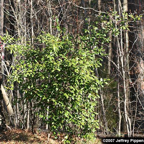 Thorny-Olive (Elaeagnus pungens)
