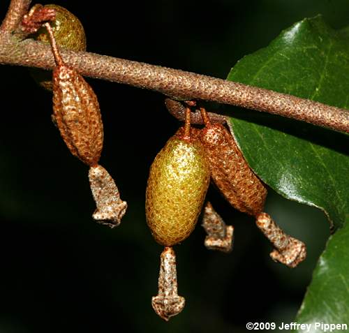 Thorny-Olive (Elaeagnus pungens)