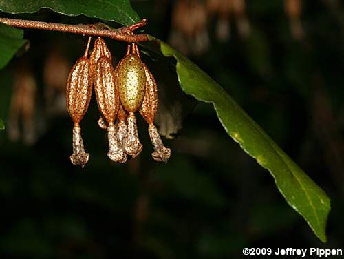 Thorny-Olive (Elaeagnus pungens)