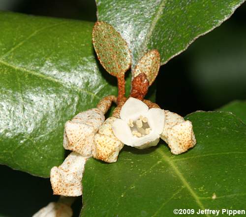 Thorny-Olive (Elaeagnus pungens)