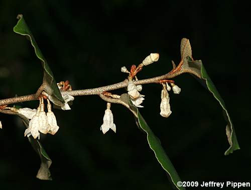 Thorny-Olive (Elaeagnus pungens)